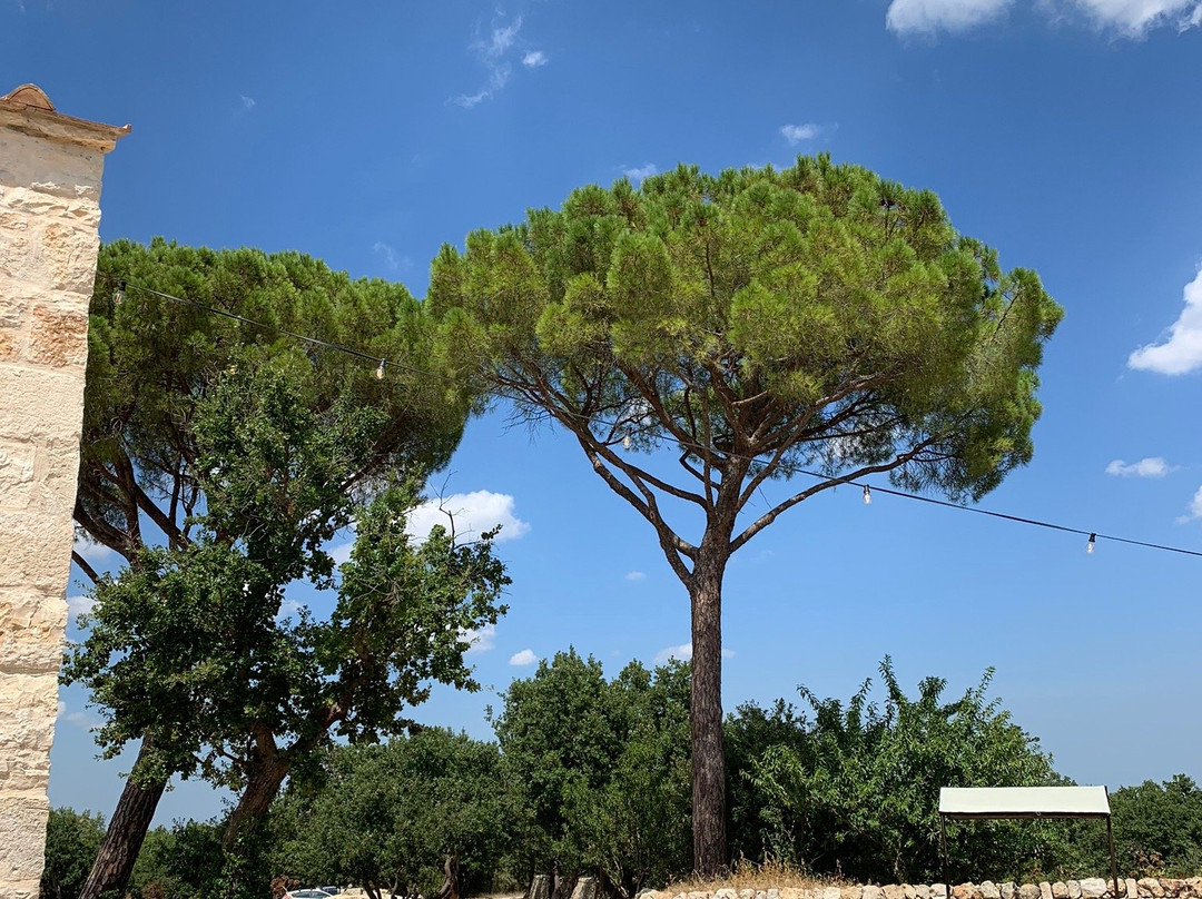 Tenuta Tedone Consolini主图