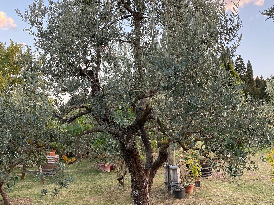 Azienda Agricola Ammirabile景点图片