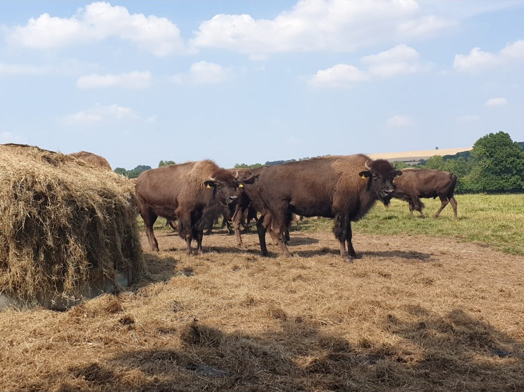 Bush Farm Bison Centre景点图片