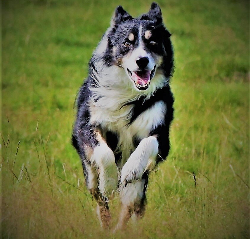 Lake District Sheepdog Experience景点图片