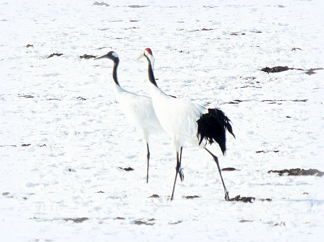 Kayanuma Station-标茶町必去景点