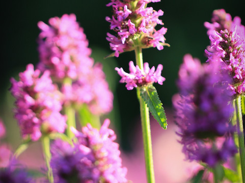 Mühlengarten Heinzlgrün-Waldmunchen必去景点