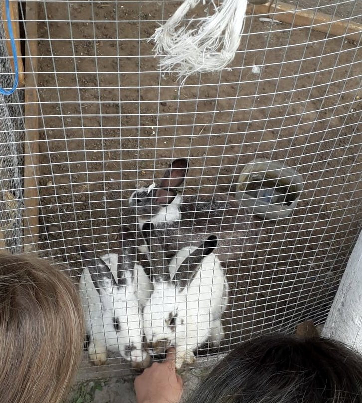 Deliblatska Carda主图