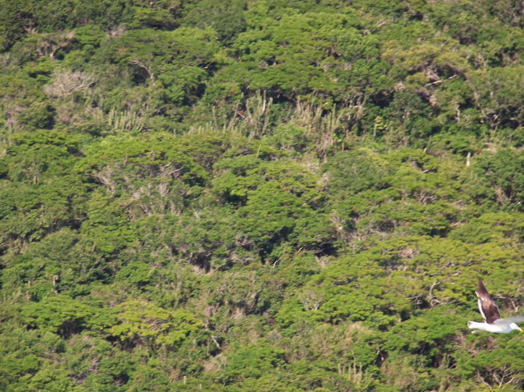 Morro do Forno景点图片