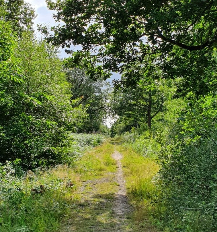 RSPB Reserve Blean Woods景点图片