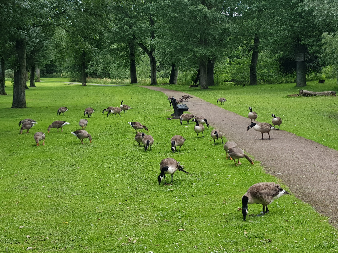 Kirk Hallam Lake & Meadow景点图片