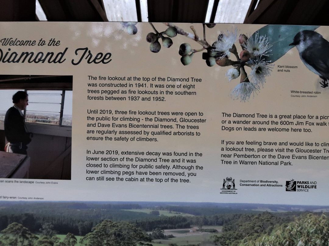 Diamond Tree-Manjimup必去景点