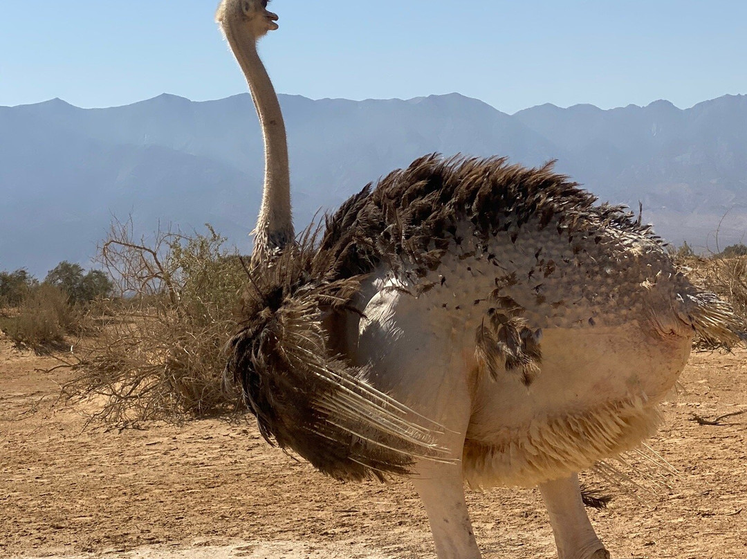 Hai Bar - Wildlife Reserve-埃拉特必去景点
