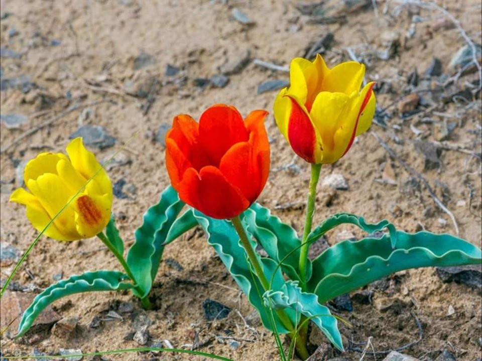 Chitral Valley-Chitral必去景点