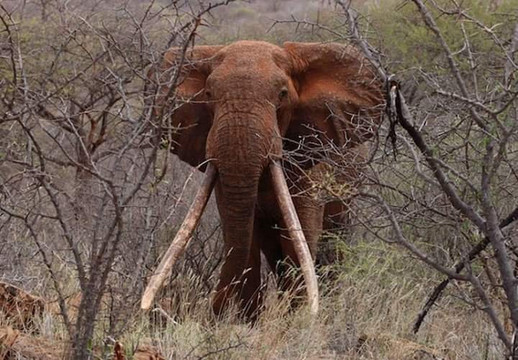 null-西察沃国家公园