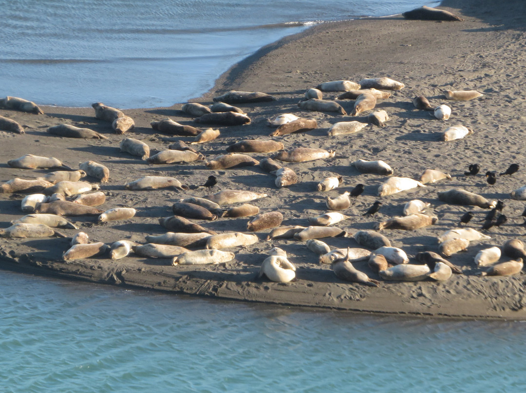 Harbor Seal Nursery景点图片