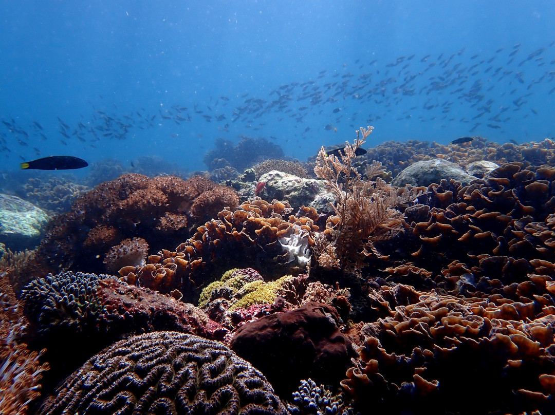 Nautika Dive Alor景点图片