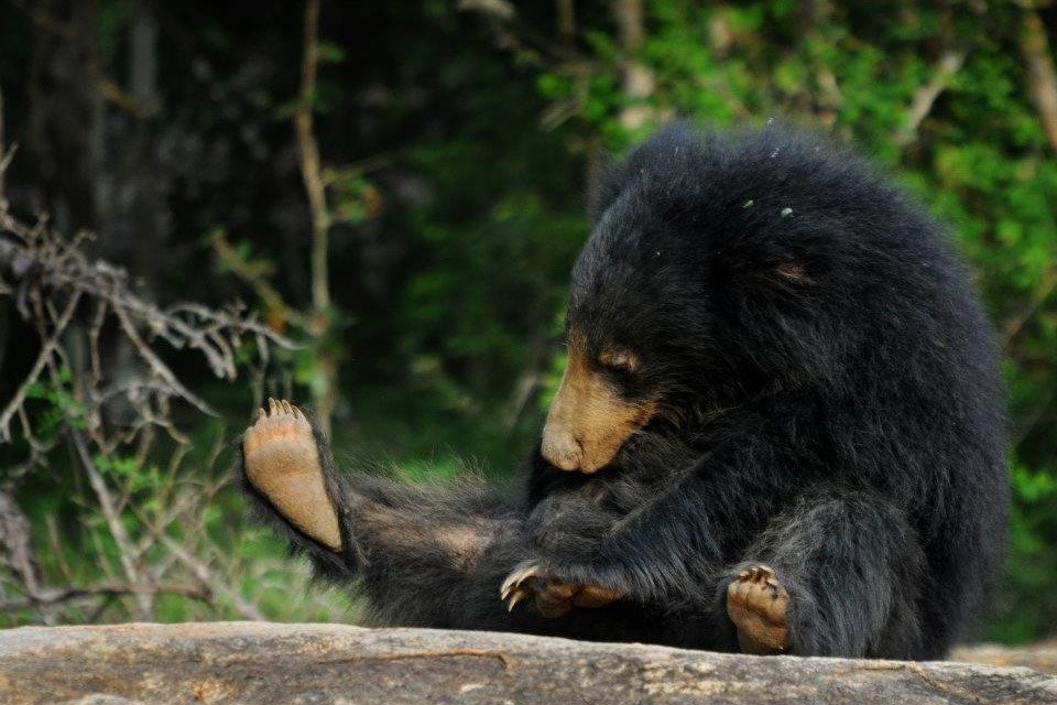 Srilanka Wild Safari Jeep tours-哈巴拉娜必去景点