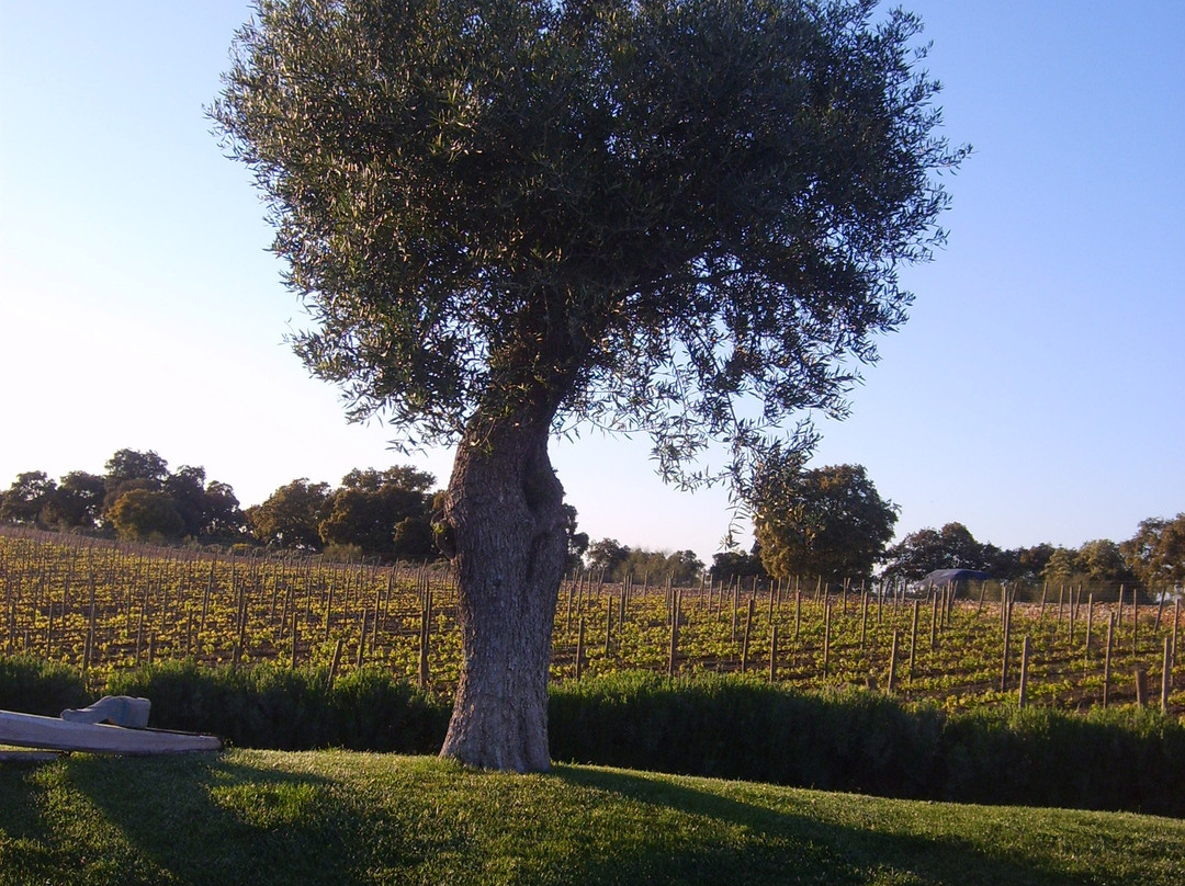 Bodega Dona Felisa主图