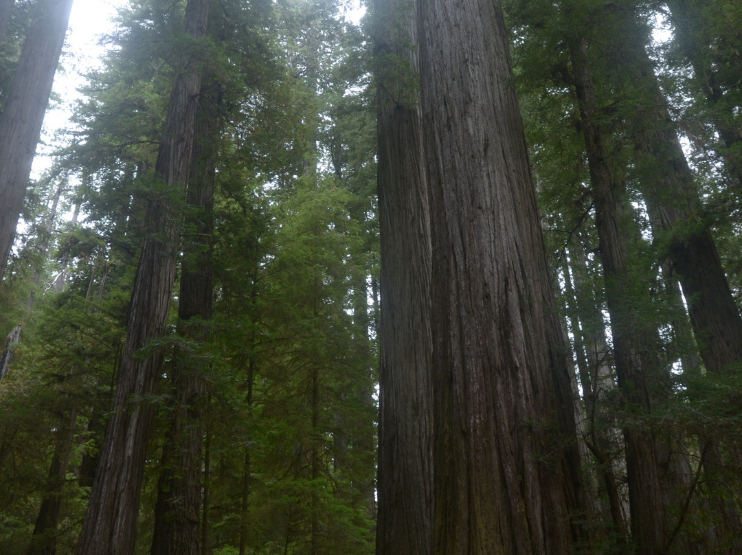 Boy Scout Big Tree Trail景点图片