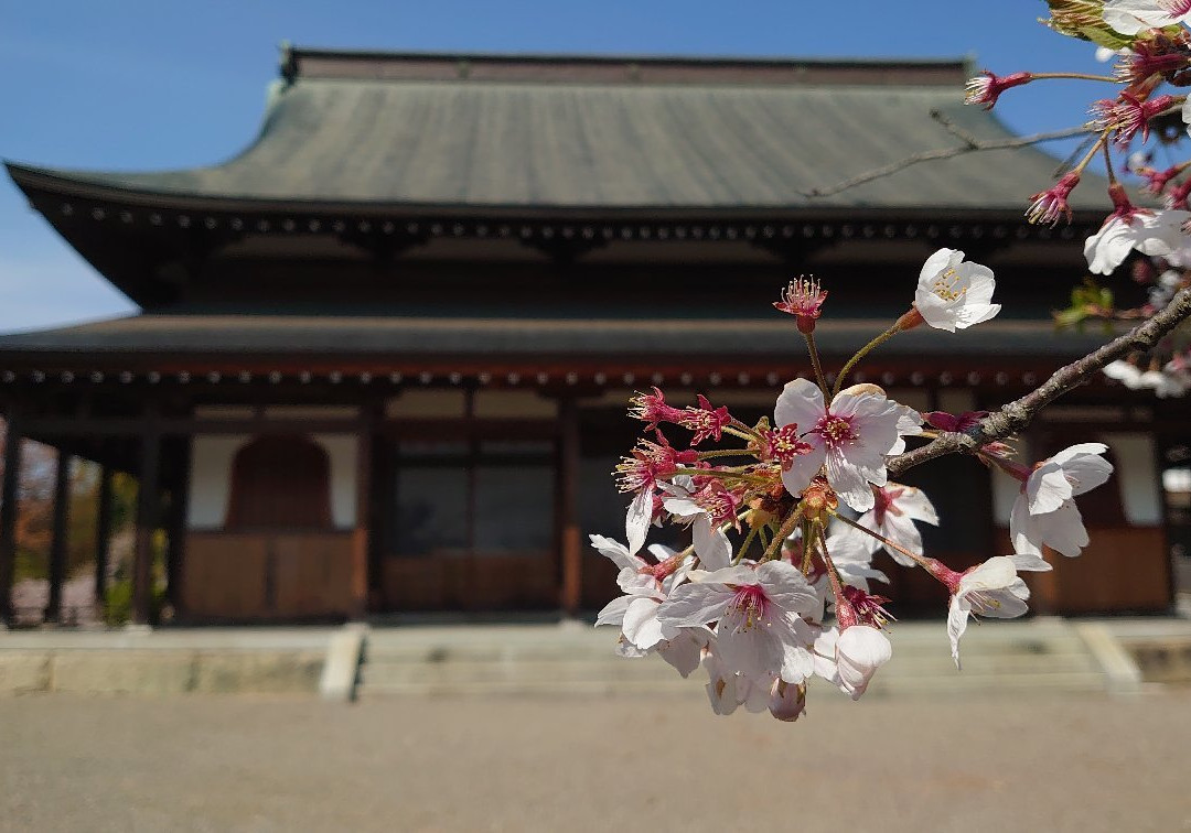 Tenneiji Temple-彦根市必去景点