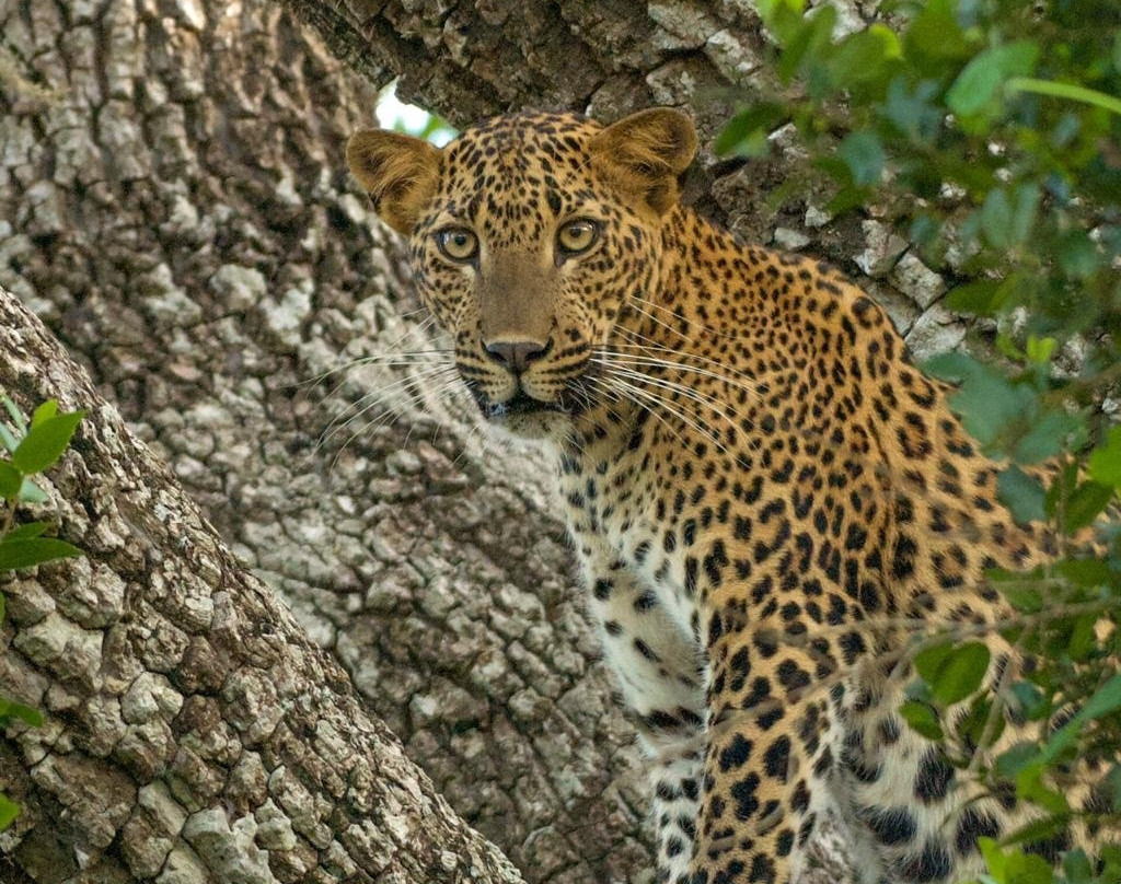 Daya Safari Jeep Service-蒂瑟默哈拉默必去景点