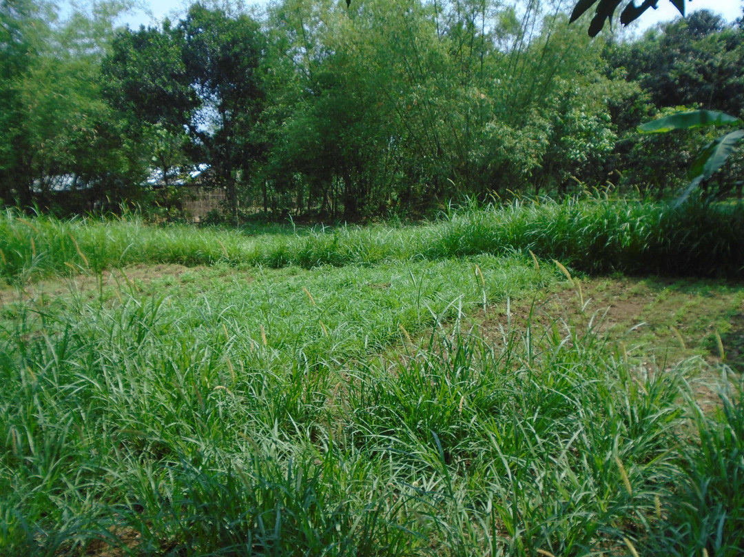 Recreation Park and Rangpur Zoo-Rangpur必去景点