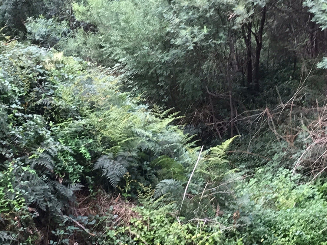 Eltham north reserve景点图片