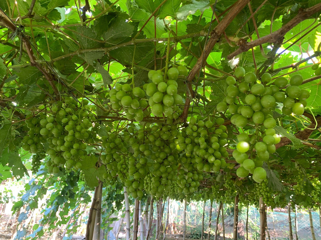 Climasenrose Grape Farm景点图片