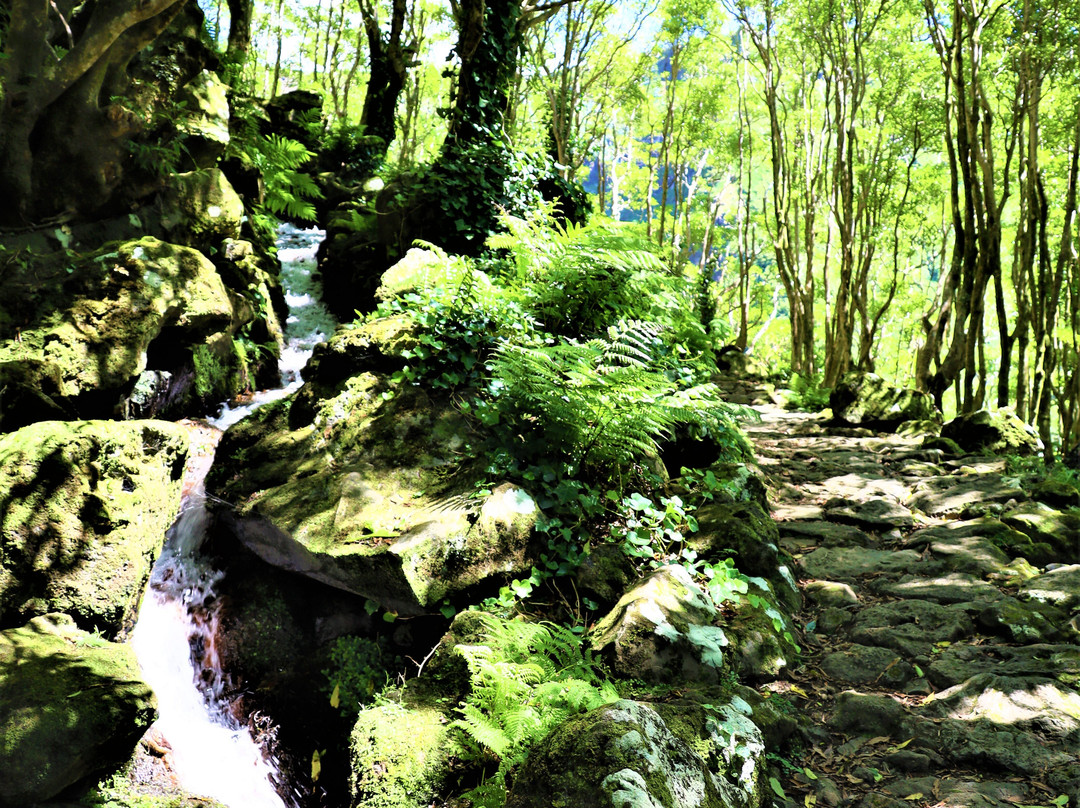 Poco da Ribeira do Ferreiro-Flores必去景点