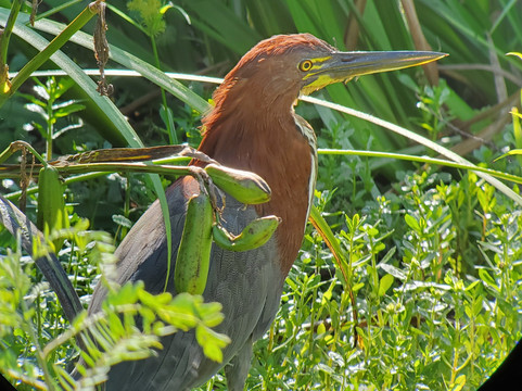 Birding Buenos Aires-布宜诺斯艾利斯必去景点