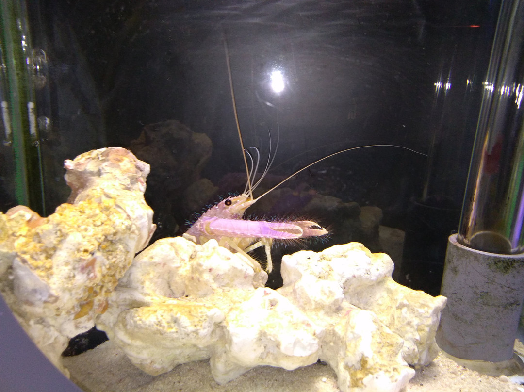 Susami Crustacean Aquarium-周参见町必去景点