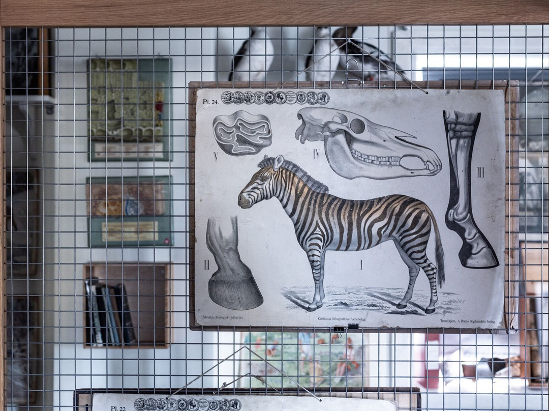 The School Museum - Bymuseet i Bergen-卑尔根必去景点