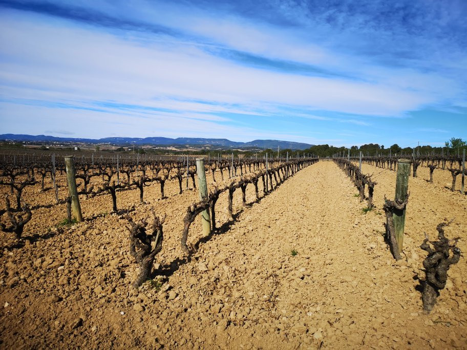 Parató Winery景点图片