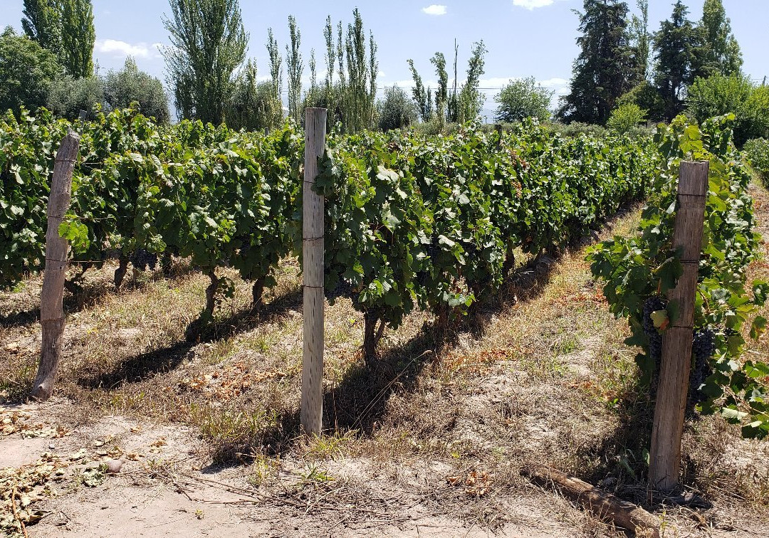 Rio Bike Park-路冉得库约必去景点
