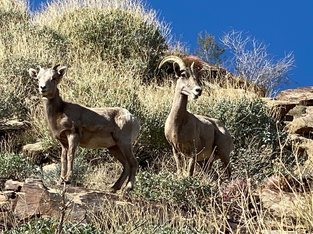 South Lykken Trail-棕榈泉市必去景点