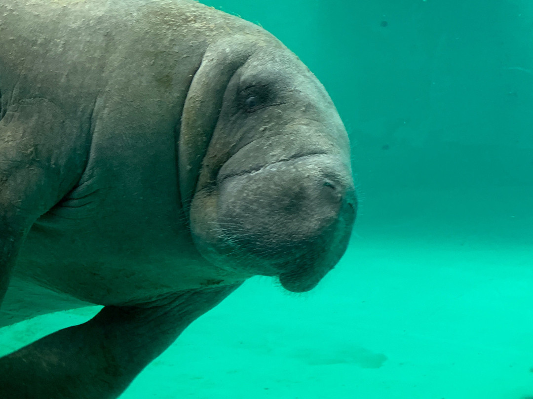 Manatee Center景点图片