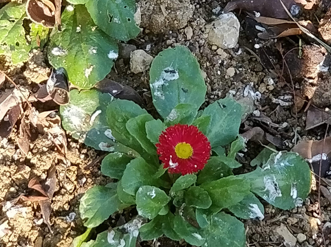 Villa Rundle Garden-Victoria必去景点