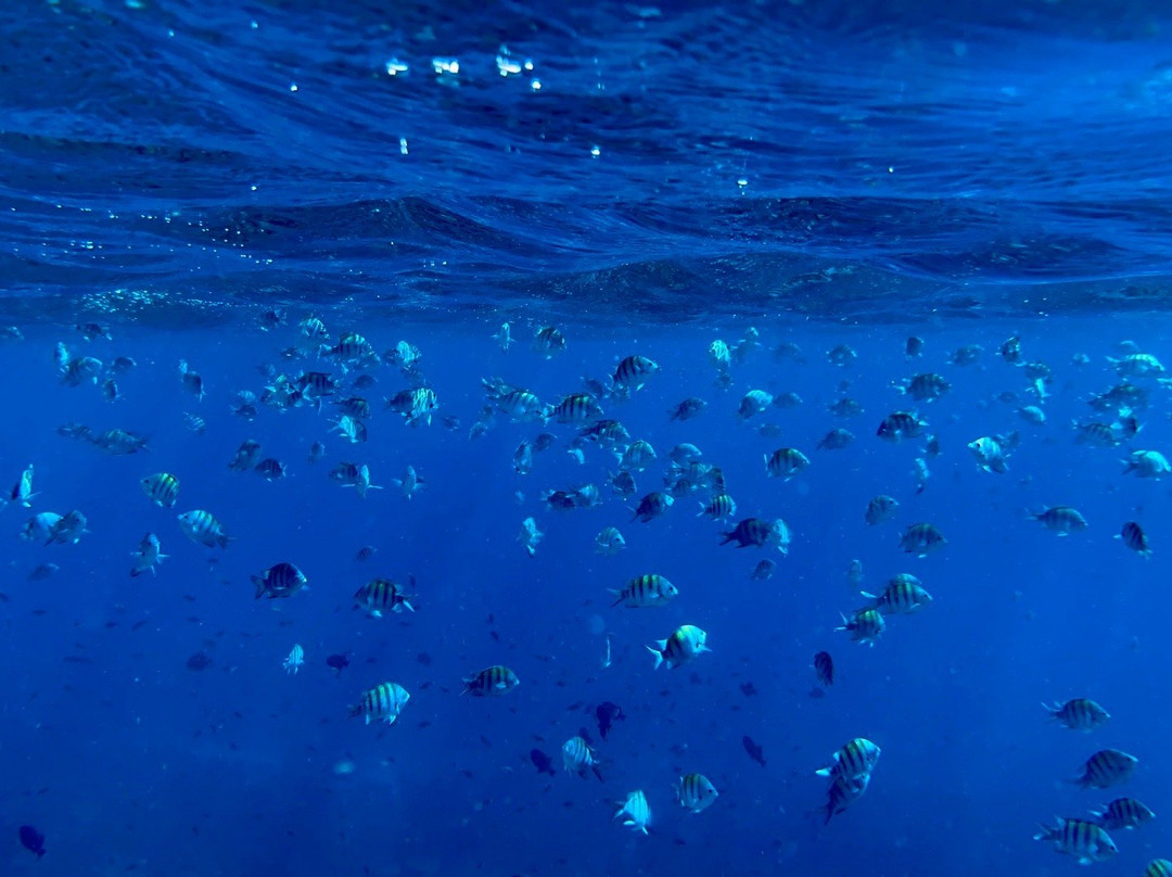 GwadActivites-Le Gosier必去景点