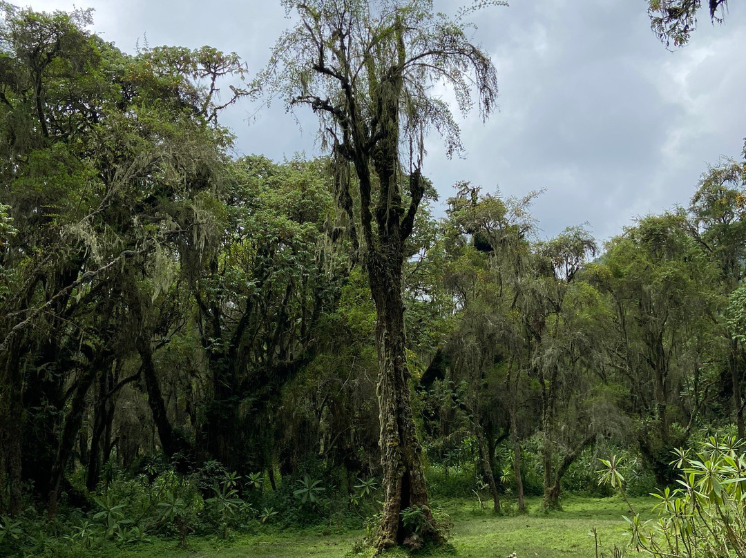 Karisoke Research Center - Dian Fossey Camp景点图片