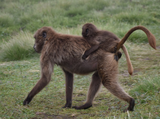 Ethiopia Tour Simien-贡德尔必去景点