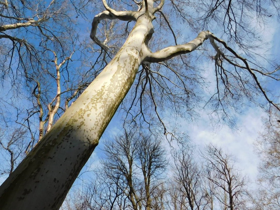 Alcsut Arboretum景点图片