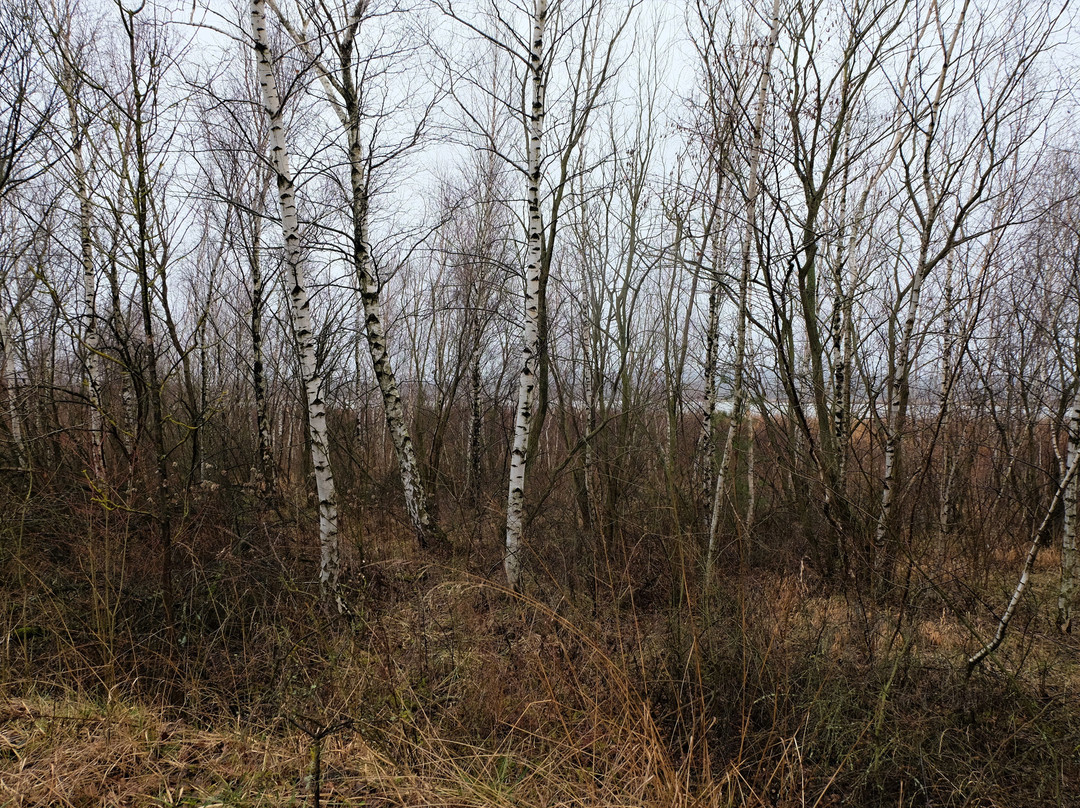 Europäisches Vogelreservat Heerter See-萨尔茨基特必去景点