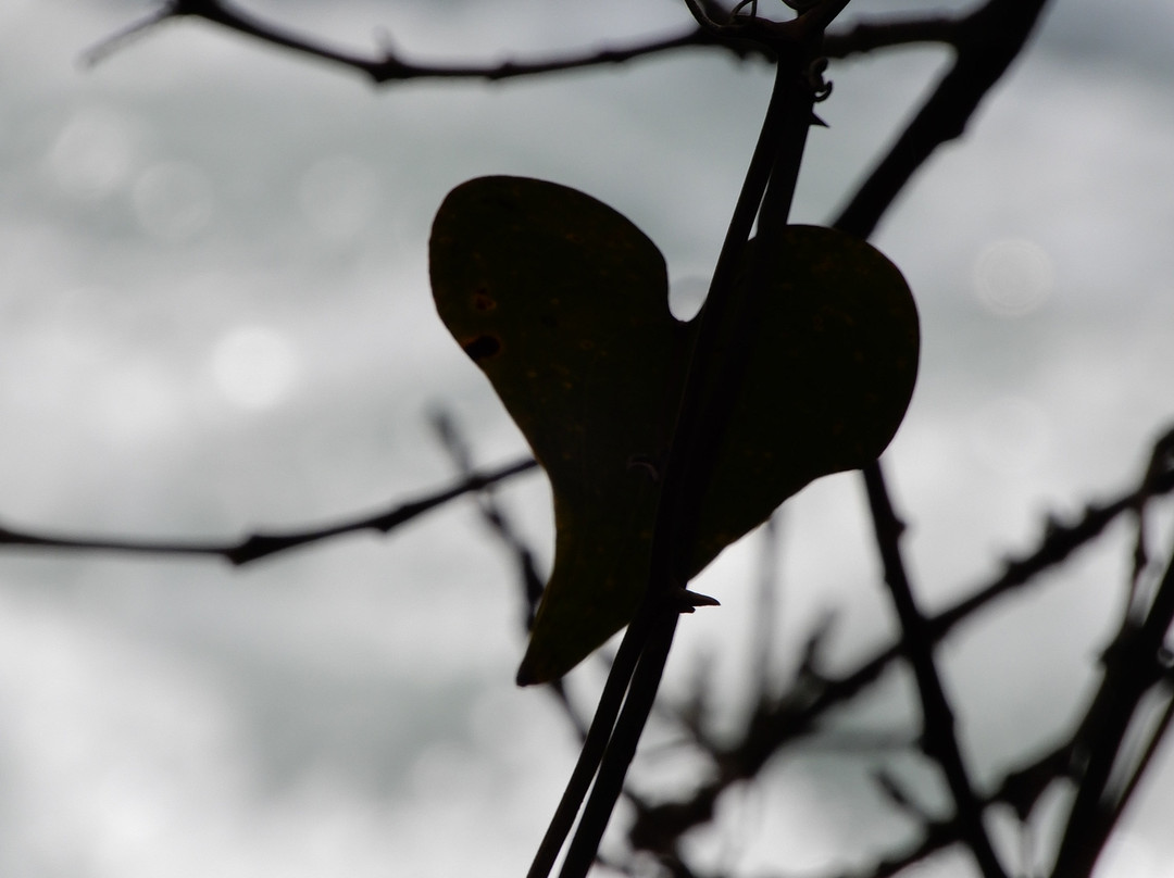 Tel Dan-加利利必去景点