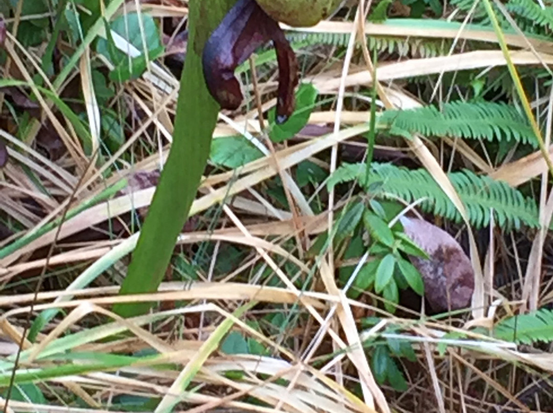Darlingtonia State Natural Site-弗洛伦斯必去景点