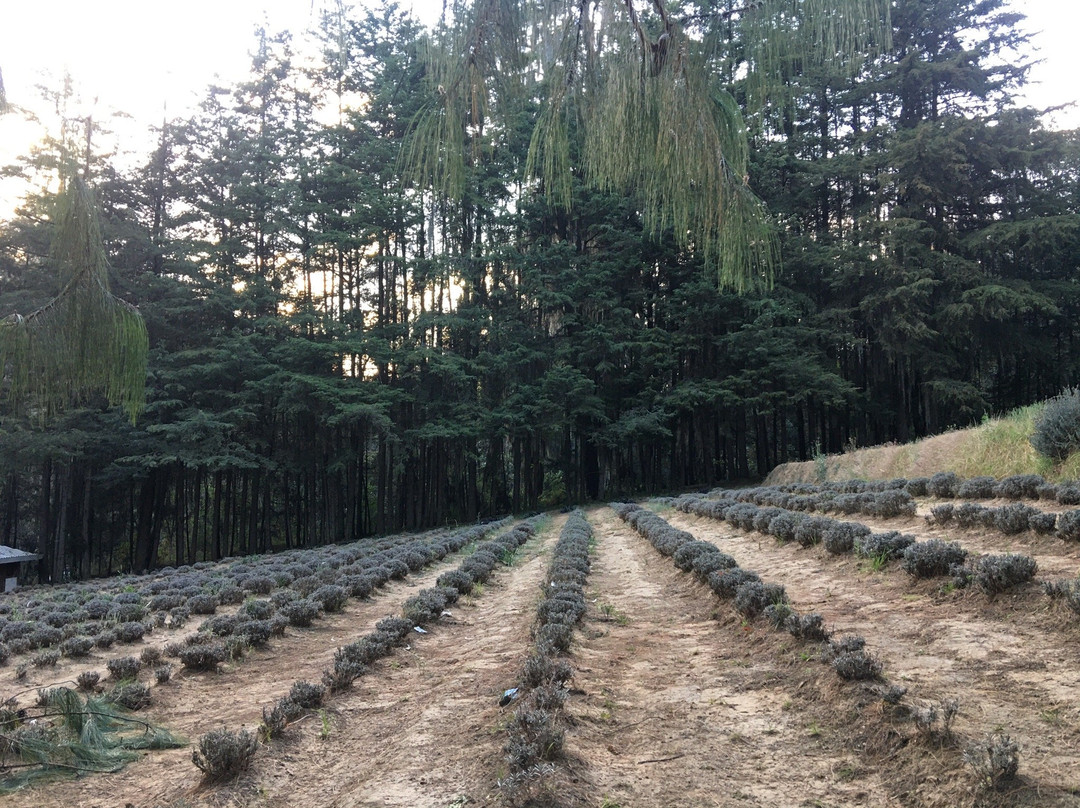 Rancho San Martin Lavanda景点图片