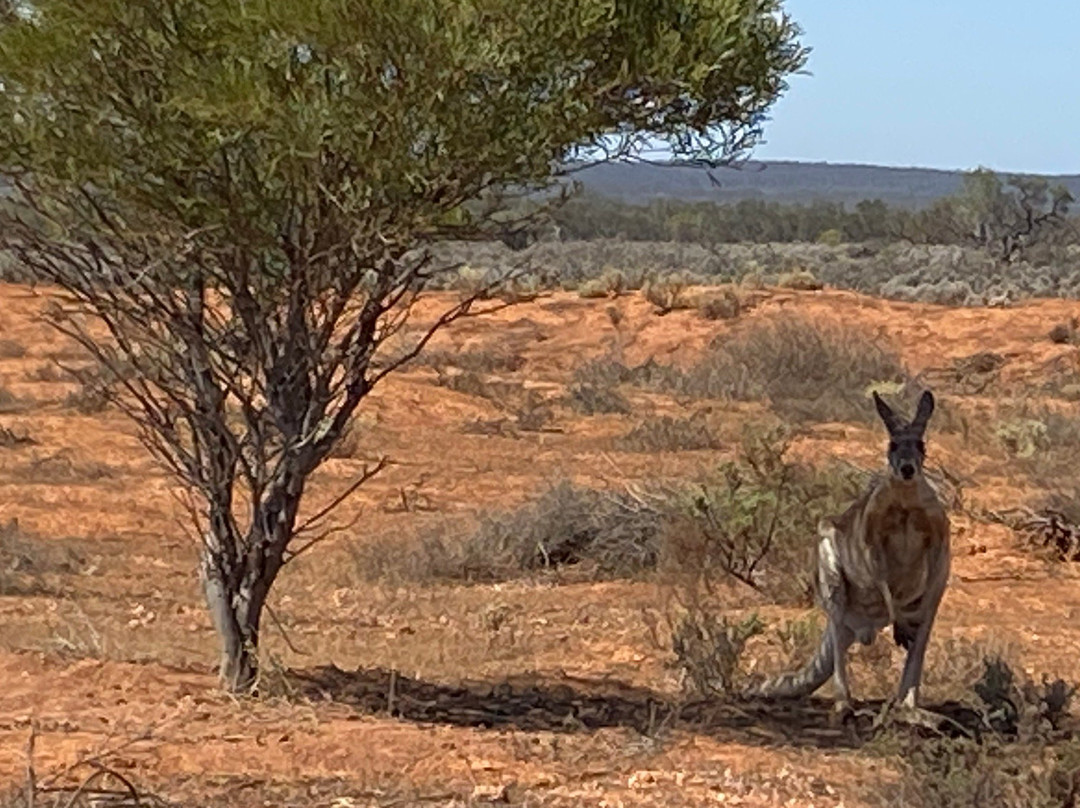 Gawler Ranges Wilderness Safari Day Tour景点图片