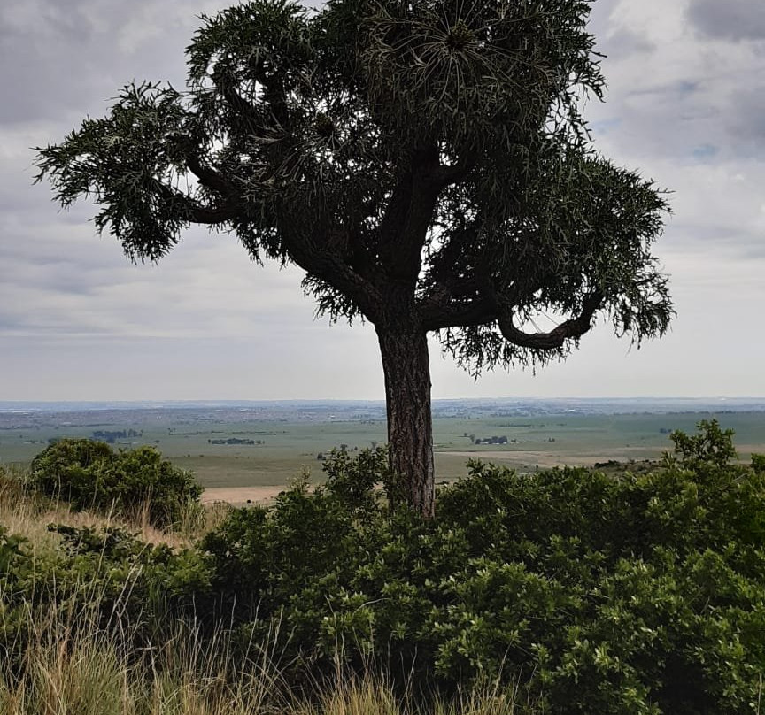 Suikerbosrand Nature Reserve景点图片