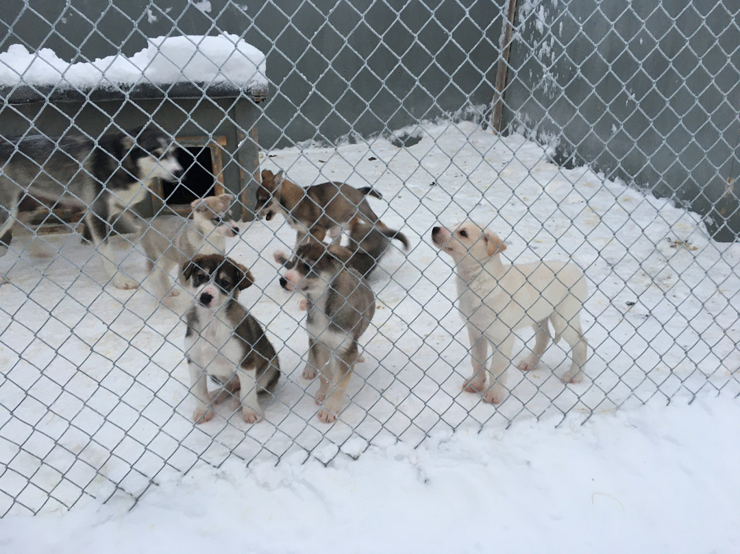 Wild Motion Siberian Huskies-Muonio必去景点