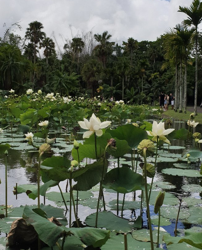 Curepipe Botanical Garden景点图片