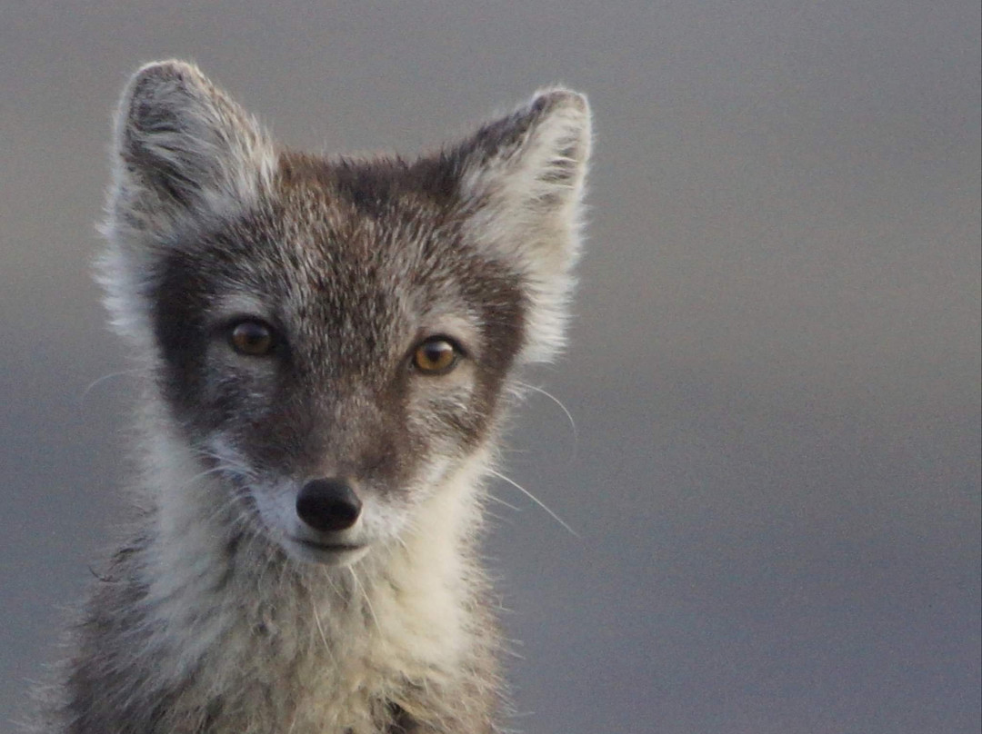 Oestlandet Guide & Fritid-Loten必去景点