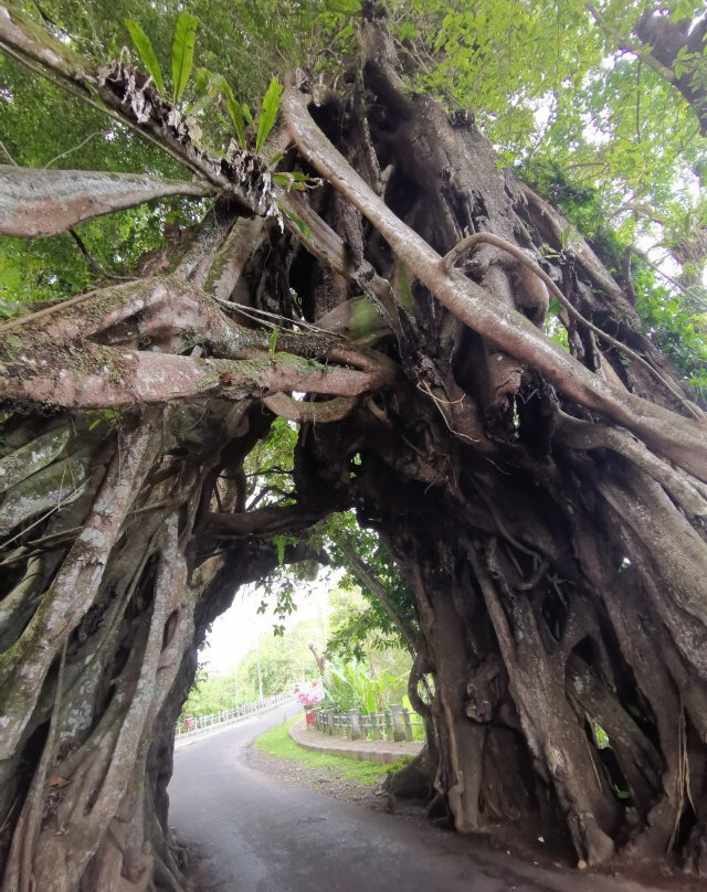 Bunut Bolong-佩库塔腾必去景点