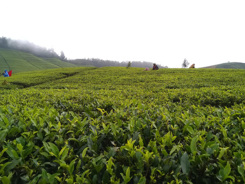Visit Nuwara Eliya