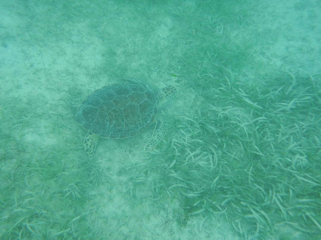 Green Beach-维切克岛必去景点