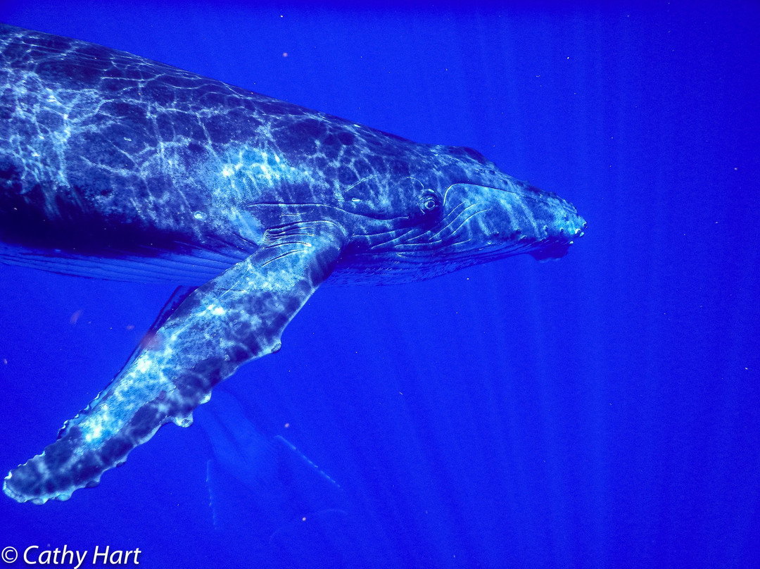 WhaleSwim Adventures-莫雷阿岛必去景点